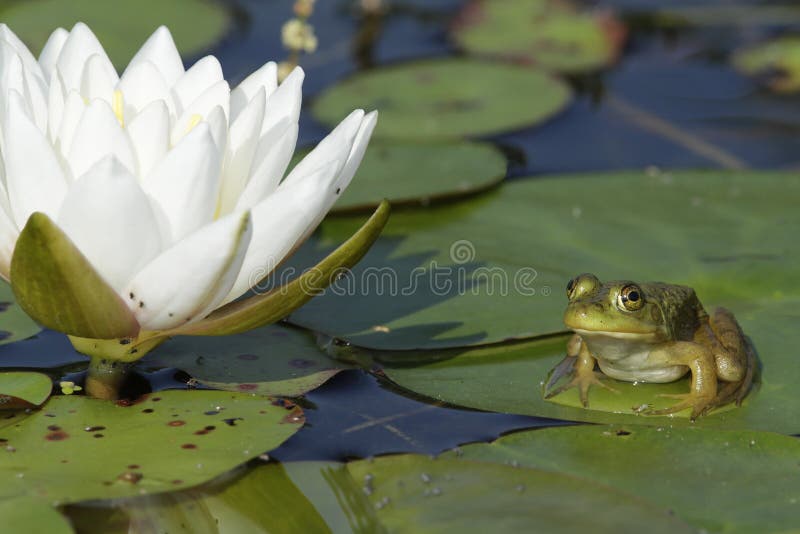 Bullfrog Next to a Water Lily