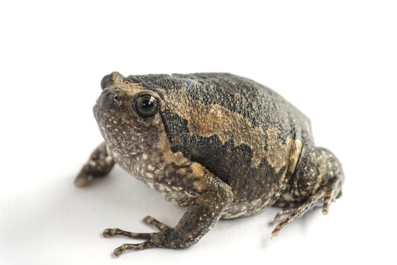 Bullfrog & x28;Kaloula pulchra& x29; isolated on white background