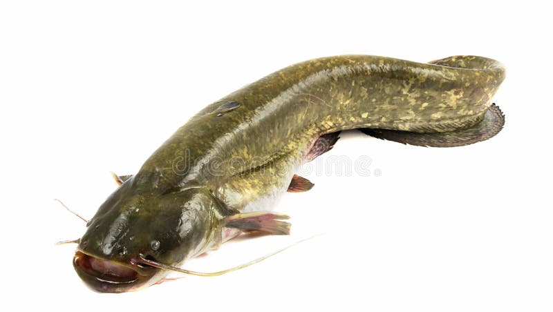 Large 20kg bullhead (silurus glanis) fish isolated on white. Large 20kg bullhead (silurus glanis) fish isolated on white