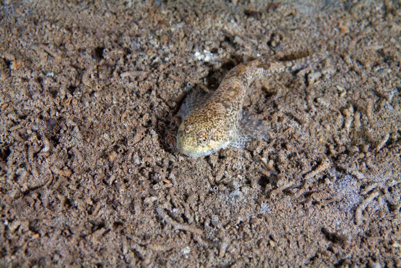 Bullhead fish (Cottus gobio) on the muddy bottom of freshwater lake