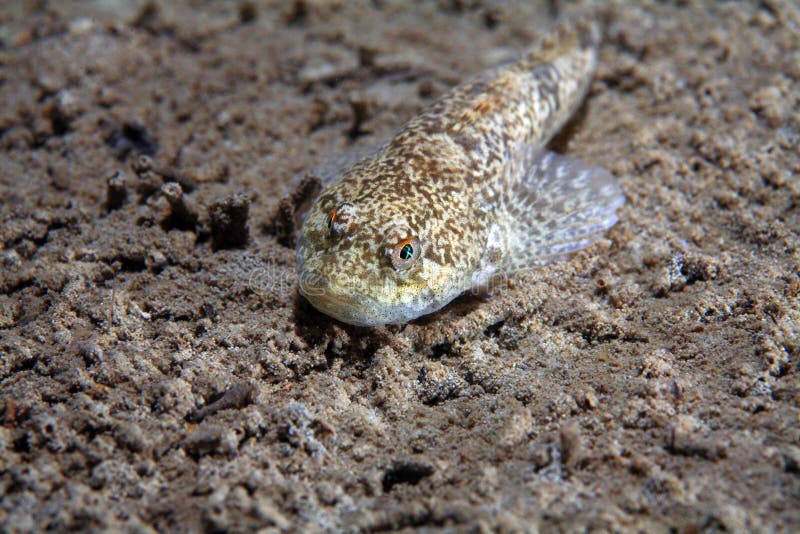 Bullhead fish (Cottus gobio) on the muddy bottom of freshwater lake