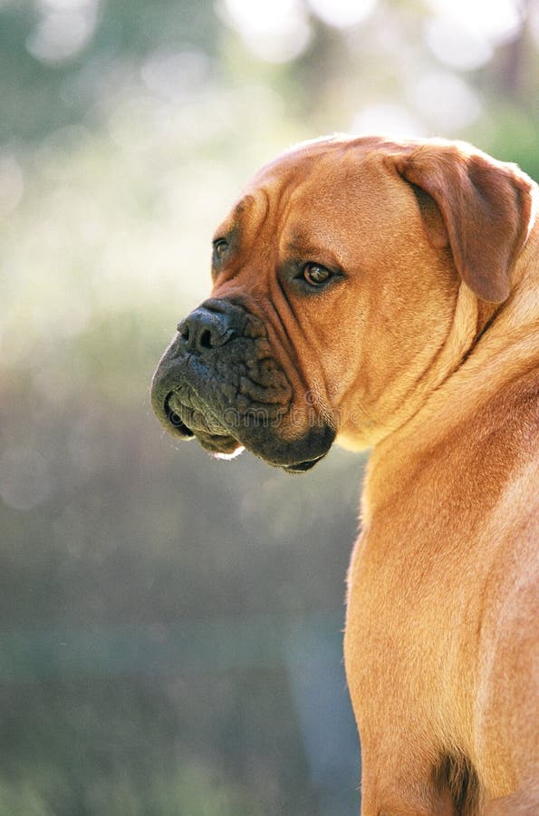 Il cane il suo Testa trasformato un cercando.