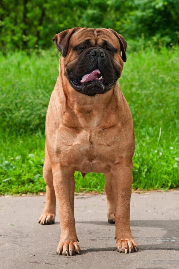 bullmastiff free to good home