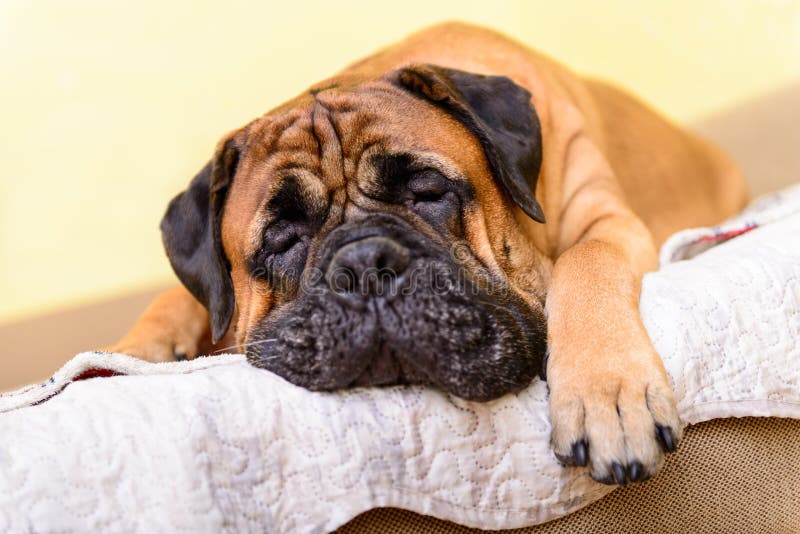 Bullmastiff Dog Large Pet Portrait Friendly Animals Lies and Sleeps Stock Photo - Image of funny, indoor: 184925148 Bullmastiff Dog Large Pet Portrait Friendly Animals Lies and Sleeps Stock Photo - Image of funny, indoor: 184925148