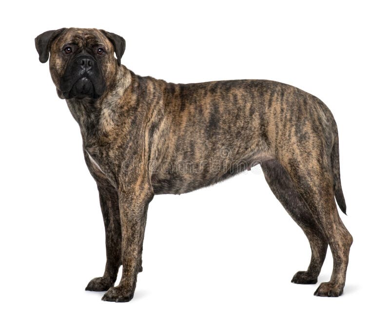 Bullmastiff dog, 1 year old, standing in front of white background. Bullmastiff dog, 1 year old, standing in front of white background