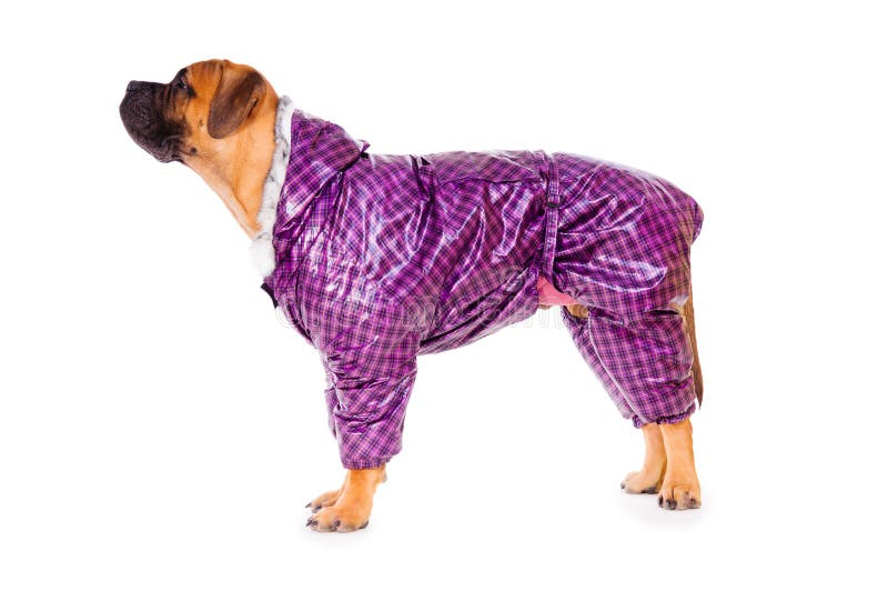 bullmastiff clothes