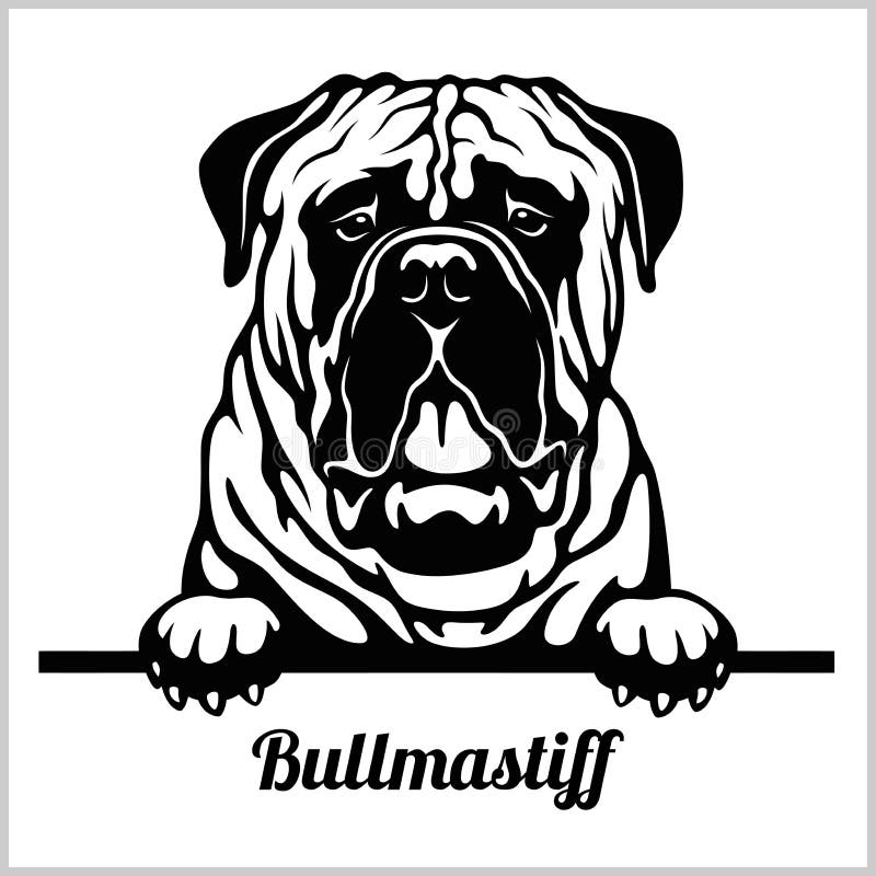 Bullmastiff - σκυλιά κρυφοκοιτάγματος - κεφάλι προσώπου φυλής που απομονώνεται στο λευκό διανυσματική απεικόνιση