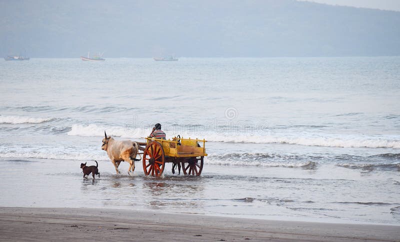 A Bullock Cart and a Dog running in Seawater at a Beach