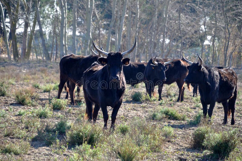 Bulls in Camargue