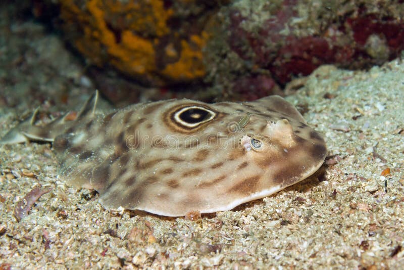 Bulls-eye Electric Ray. (aka Ocellated Electric Ray - Diplobatus ommata). Catalina Islands, Costa Rica royalty free stock photo Bulls-eye Electric Ray. (aka Ocellated Electric Ray - Diplobatus ommata). Catalina Islands, Costa Rica royalty free stock photo