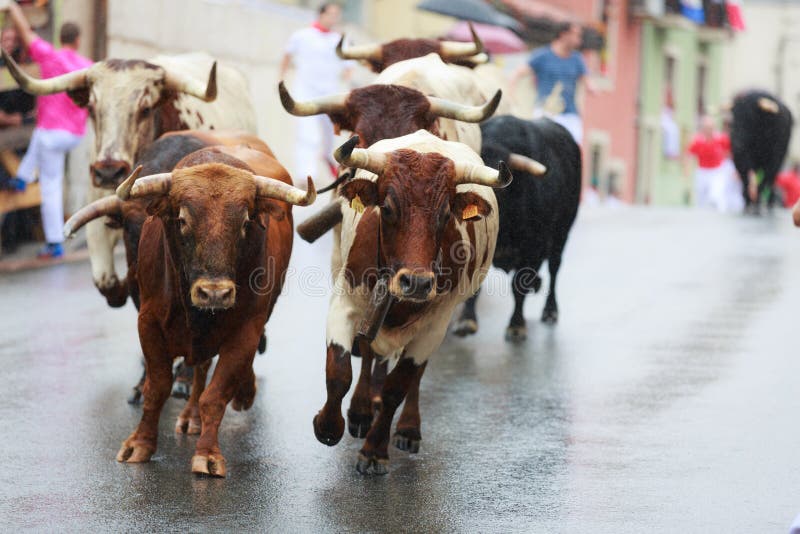 Bulls are running in street during festival