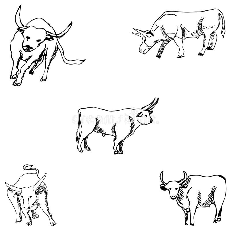 Bulls. Sketch Pencil. Drawing by Hand. Vector Stock Vector