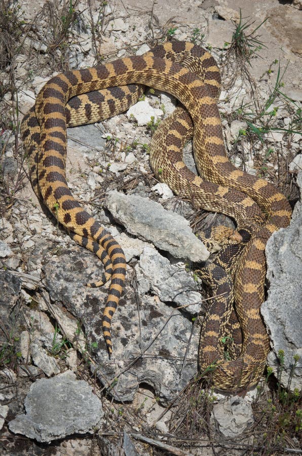 BullsnakePituophis Catenifer Sayi in Yellowstone Stockfoto Bild von