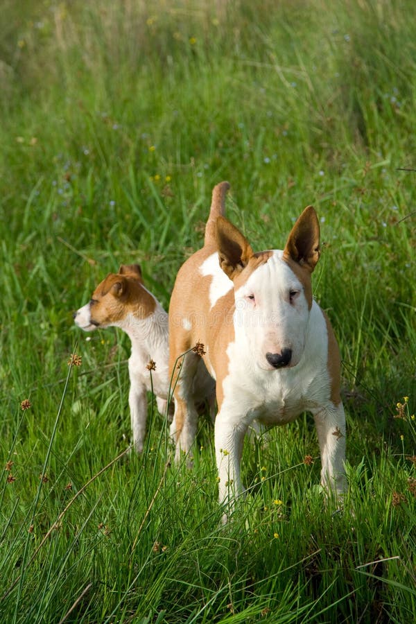Bullterrier and Jack Russel Terrier Stock Image Image of adorable