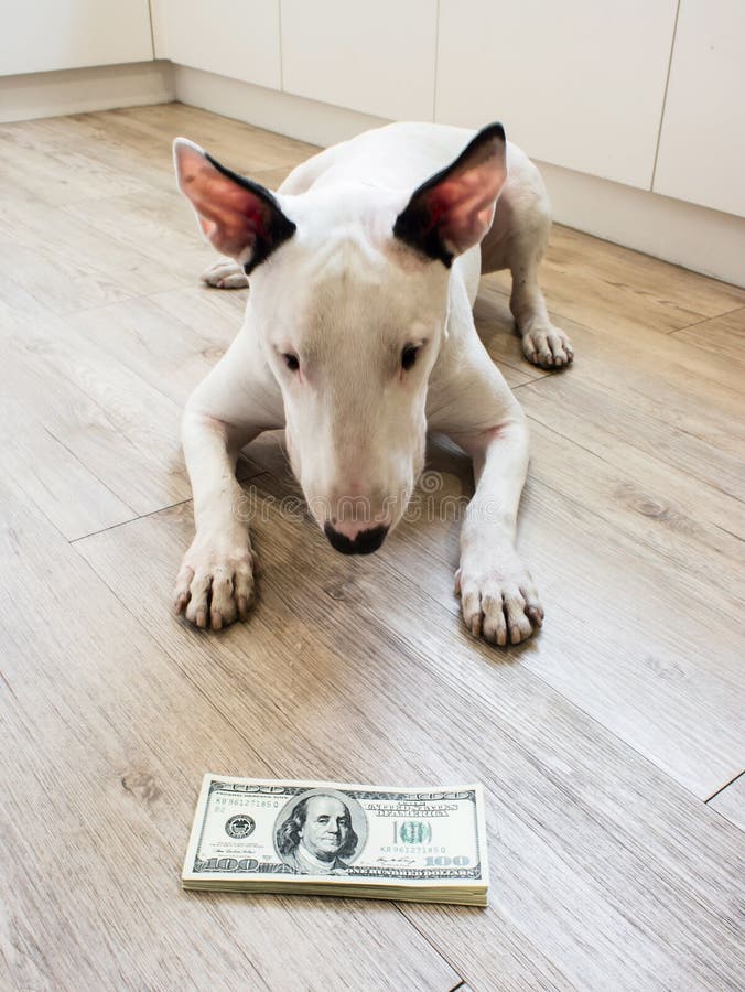 Bull Terrier dog looking to money american dollars. Bull Terrier dog looking to money american dollars