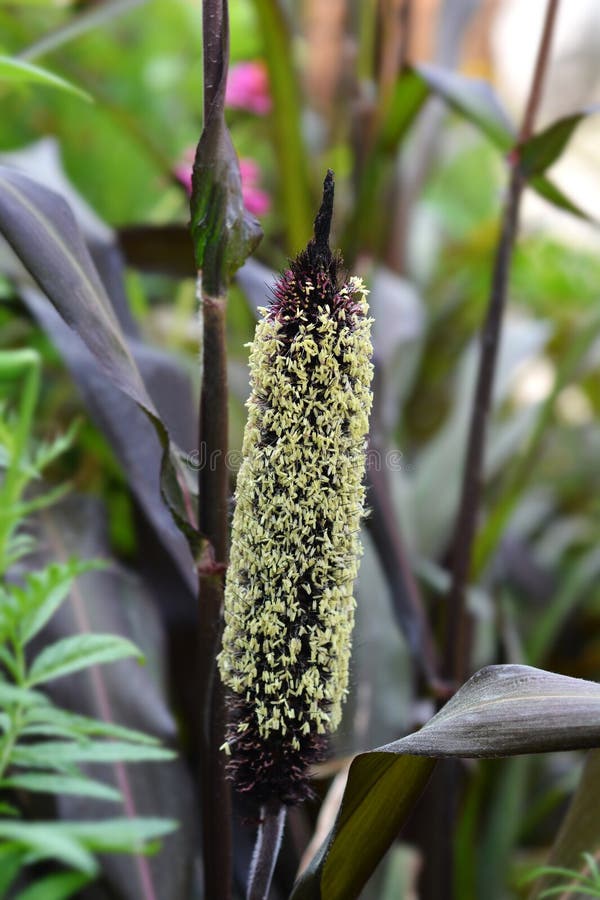 Bulrush millet stock photo. Image of close, plant, millet 299852348