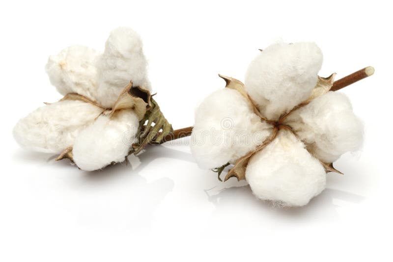Bumbac royalty free stock photo