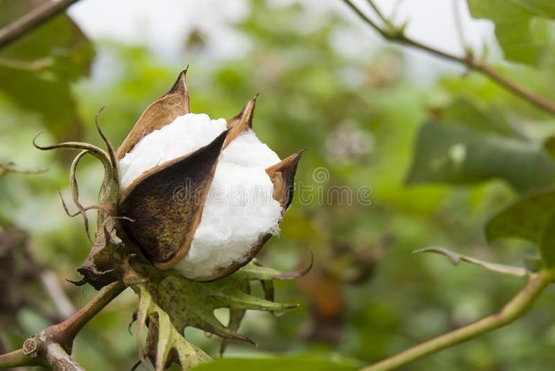 Bumbac în fermă royalty free stock images