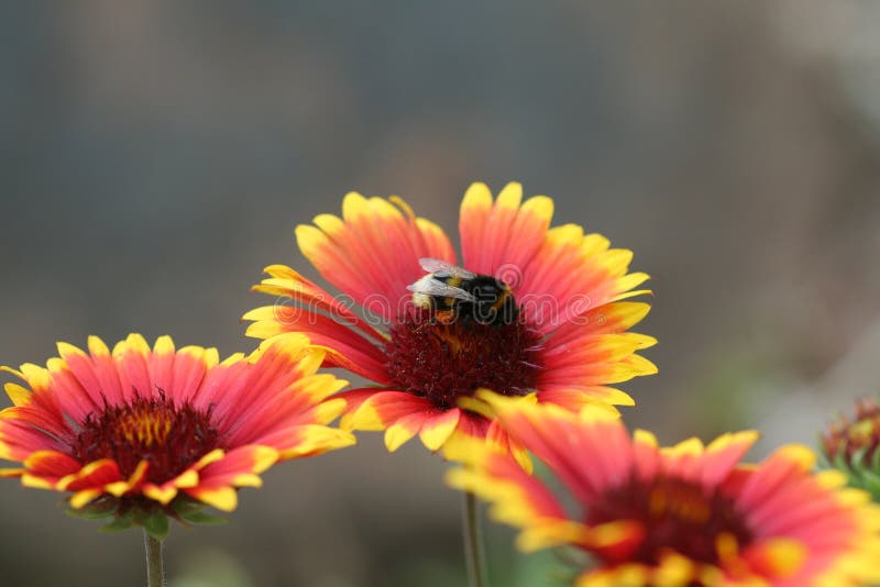 Bumble a abelha imagens de stock Bumble a abelha imagens de stock