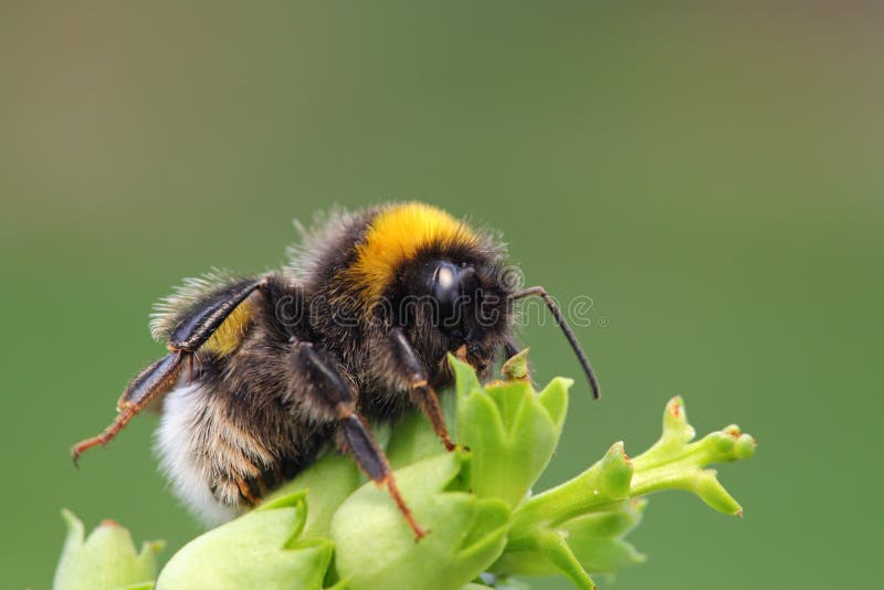 Bumble a abelha imagens de stock Bumble a abelha imagens de stock