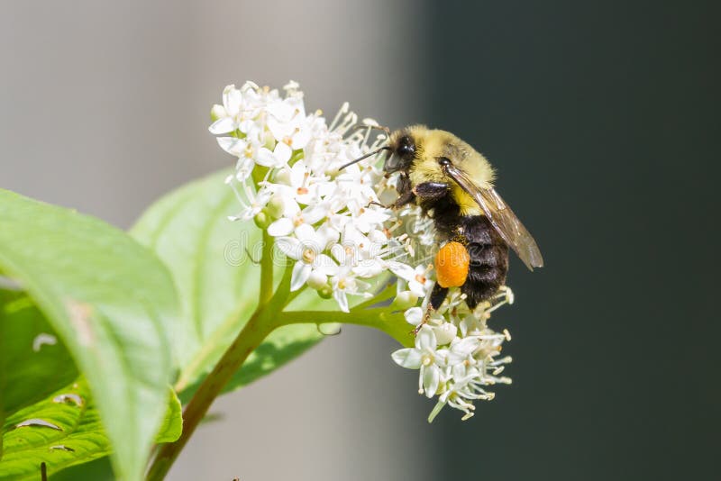 Bumble a abelha imagem de stock Bumble a abelha imagem de stock