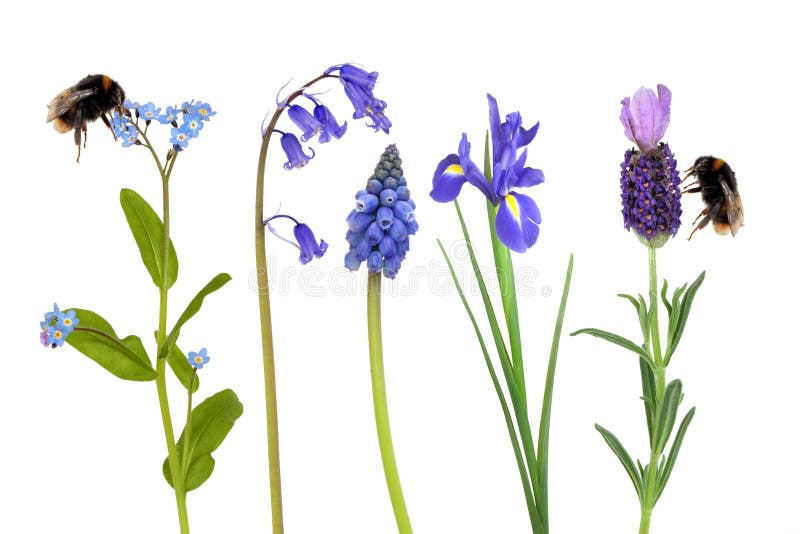 Bumble abelhas e flores da mola imagem de stock Bumble abelhas e flores da mola imagem de stock