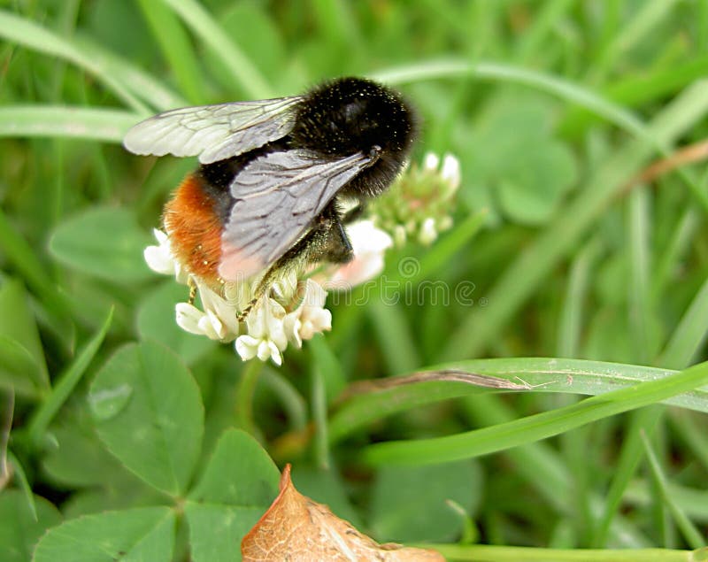 Bumble Bee
