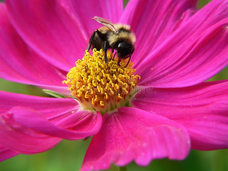Bumble bee