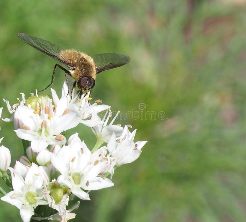 Bumble Bee on Allium Flower Stock Image Image of insect, burrowing