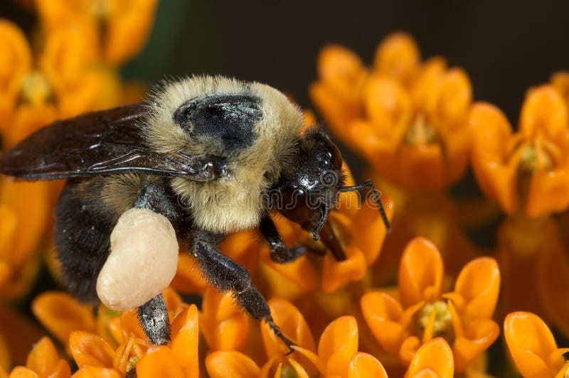 Bumble Bee on Butterfly Flower Stock Photo Image of butiner