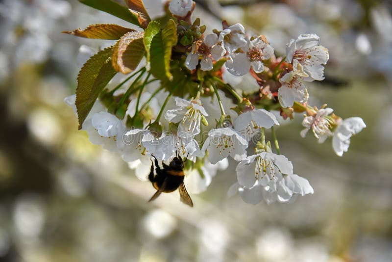 Bumble Bee on Cherry Tree Blossom Stock Photo Image of springtime