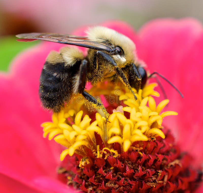 All 92+ Images a bee collects pollen and pollinates a flower. Full HD, 2k, 4k