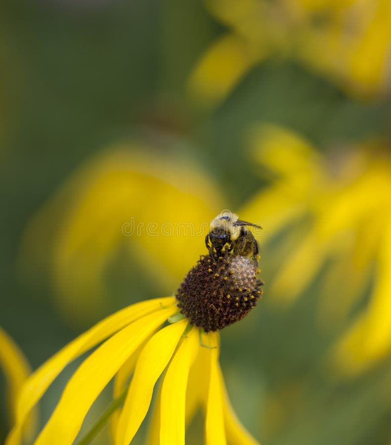 Bumble Bee on Cone Flower stock image. Image of colorful 32682191