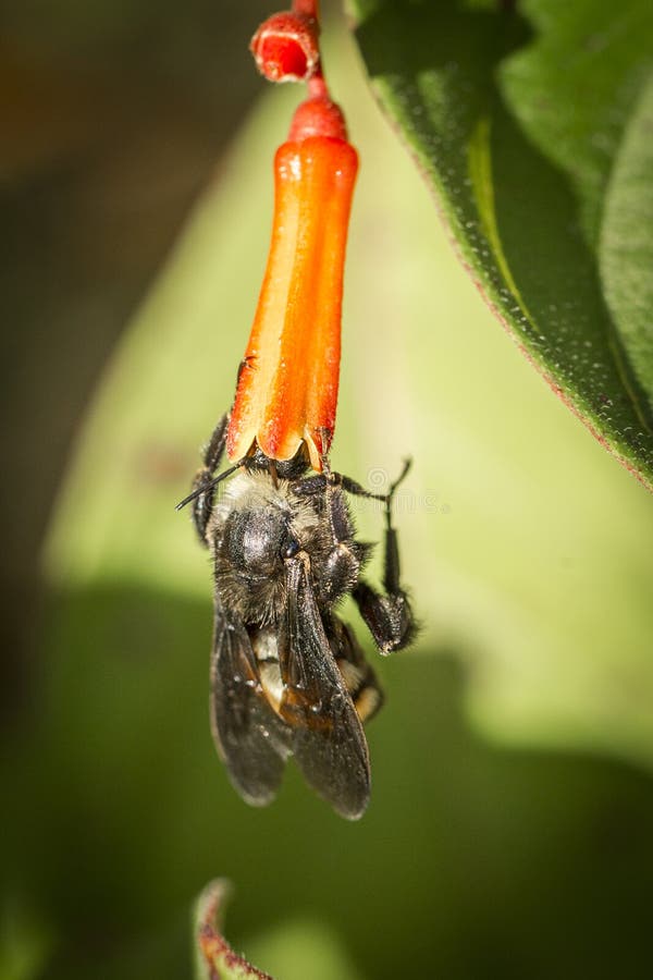 Bumble bee inside flower. stock image. Image of bumble 97198469