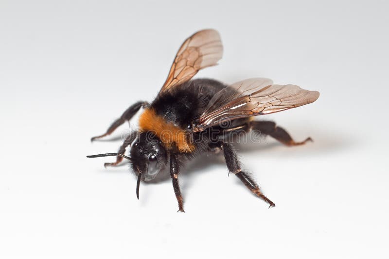 honey bee wings honey bee wings