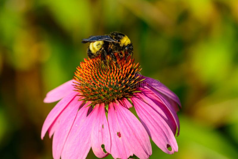 Bumble Bee on Pink Cone Flower (Echinacea Purpurea) Stock Image Image of growing, interesting