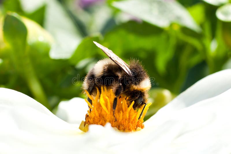 Bumble Bee Sitting on a Flower Stock Image Image of environment, eating 60906695