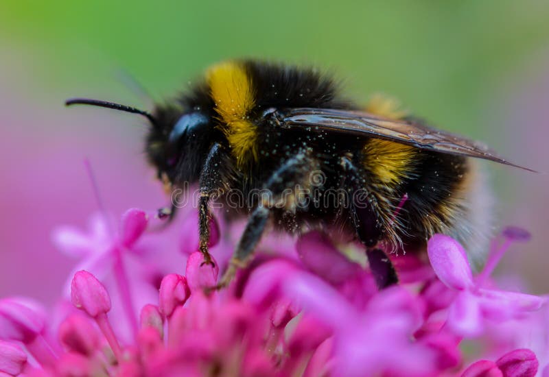 Una bella macro immagine di un Calabrone estrazione di polline da un fiore in una calda inglese estati giorno.