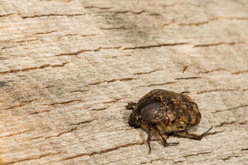 Bumble Flower Beetle royalty free stock photo