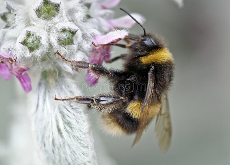 Bumble l'ape sul fiore