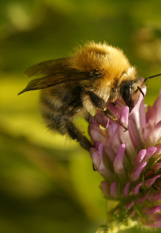 Bumblebee.