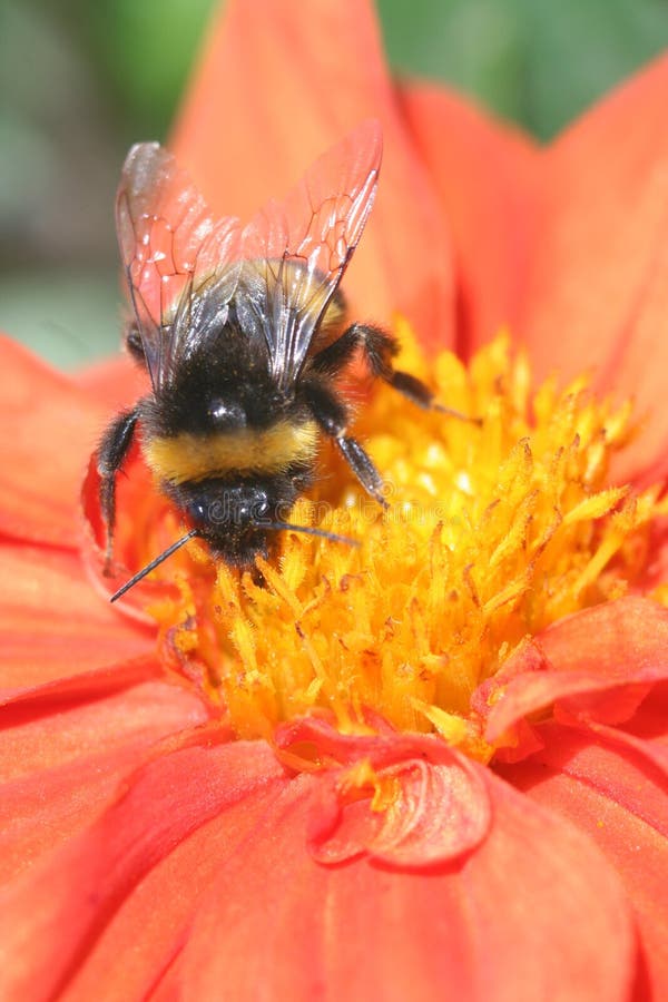 Balbucear miel de abeja sobre el flor.