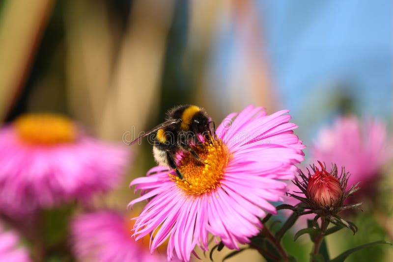 Bumblebee on a aster.