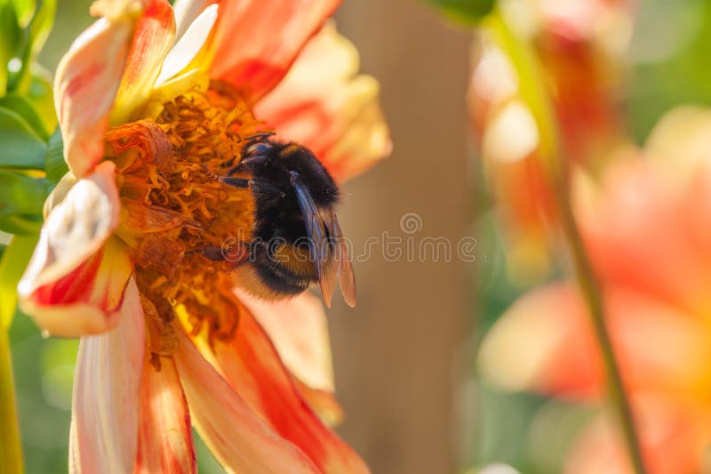 Bumblebee On Aster Flower Stock Image Image Of Macro 33970367