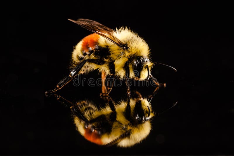 Bumblebee on black with reflection
