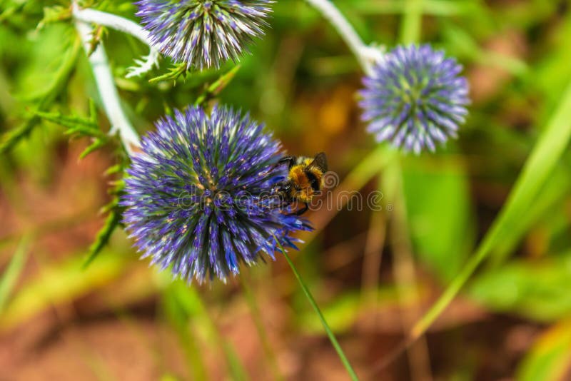 View of a beautiful bumblebee sitting on a blue flower Eryngium in the summer. View of a beautiful bumblebee sitting on a blue flower Eryngium in the summer