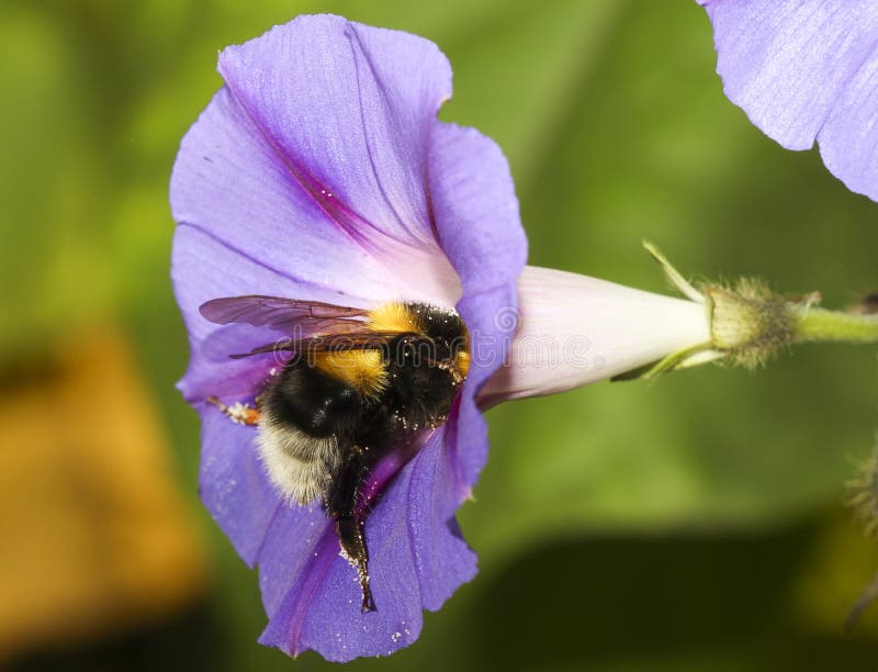 Bumblebee on blue flower stock photos