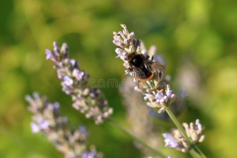 Bumblebee bombus στη λεβεντέρ λαβανντούλα. ένας βομβητής από μέλισσα στη λεβάντα λαβανντούλα