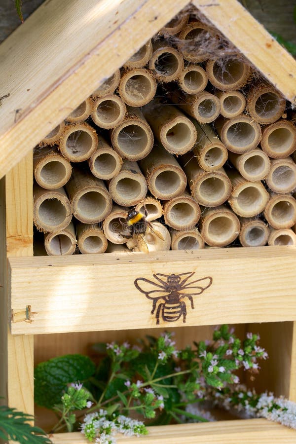 Bumblebee or Bumble Bee in an Insect Hotel House Stock Photo Image