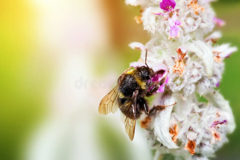 Bumblebee or bumble bee loading pollen on the flower